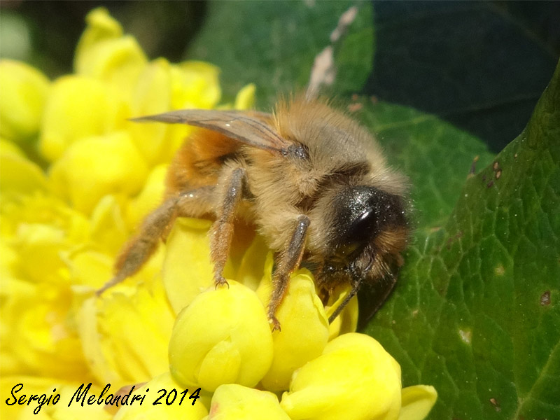 Osmia rufa, femmina
